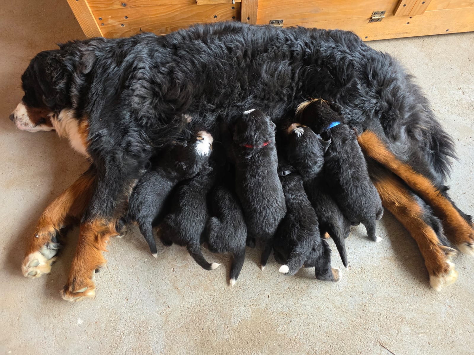 Mother with puppies